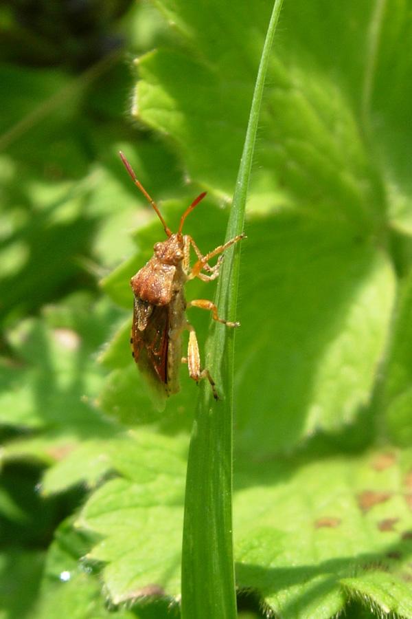 Stictopleurus,  Lygaeus & Lygaeosoma (Heteroptera)